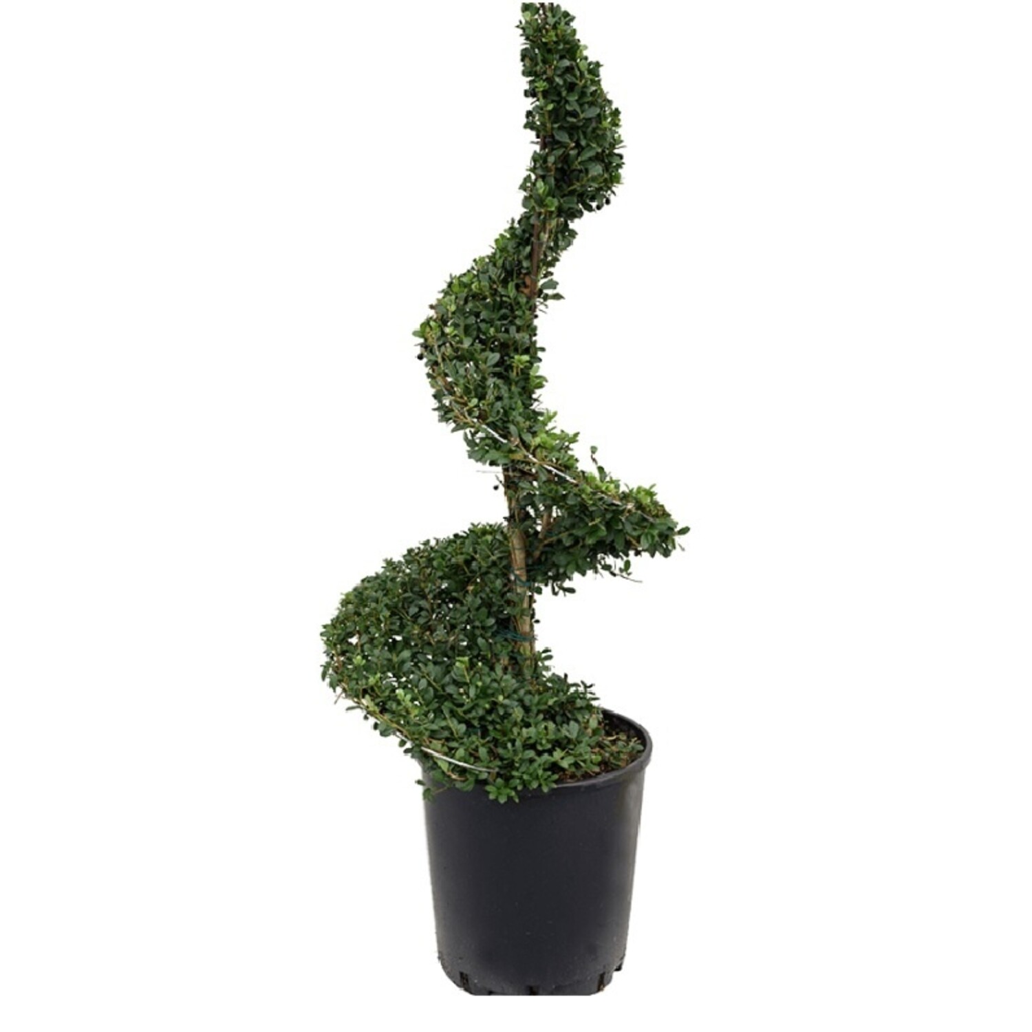 Bestellen Sie Ihre Ilex Crenata Spirale? Fleurdirect.co.uk -  www.fleurdirect.com