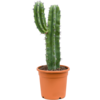 Kaktus Myrtillo