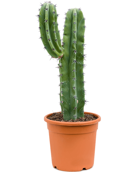 Klein Künstlicher Kaktus in Topf aus Terrakotta, 17 cm hoch
