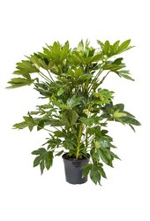 Fatsia Japonica L