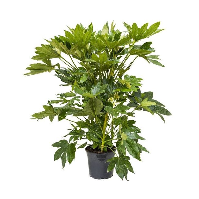 Fatsia Japonica L