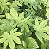 Fatsia Japonica L