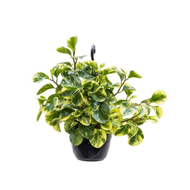 Peperomia Obtusifolia Hängepflanze