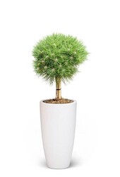 Pinus Needle Tree In Pure Soft