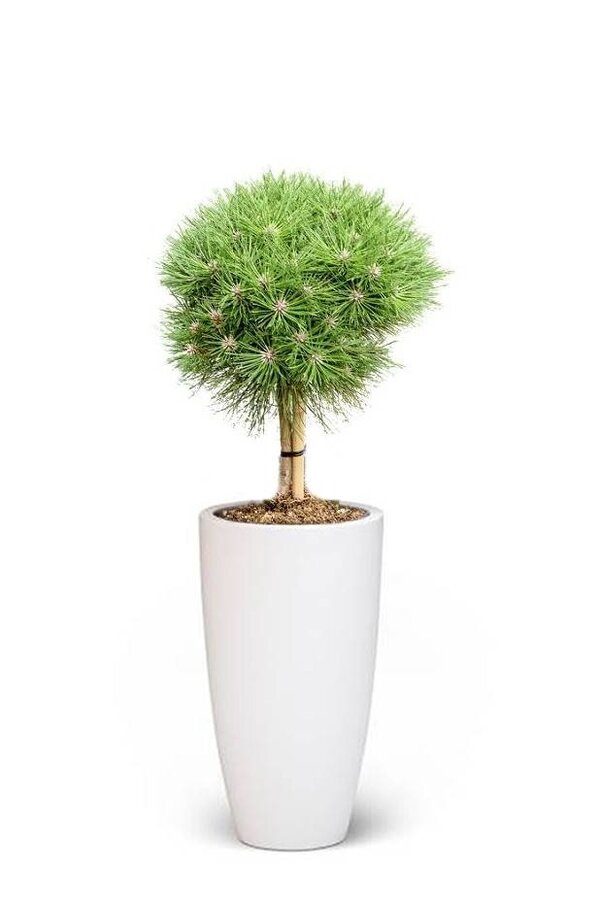 Pinus Needle Tree In Pure Soft