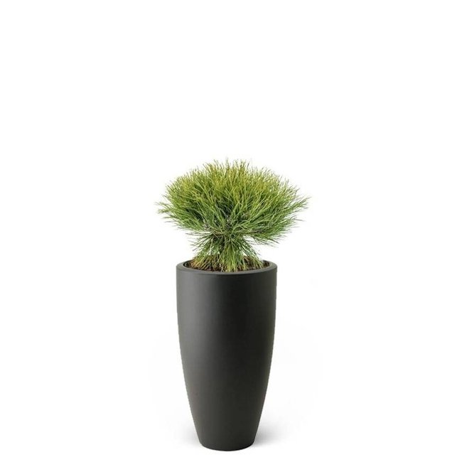 Pinus Bregon Nadelbaum In Pure Soft