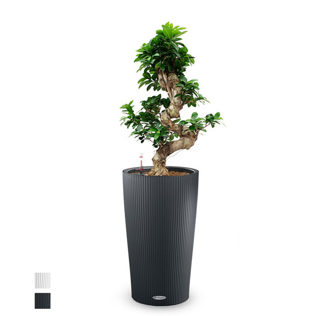 Ficus Bonsai in selbstbewässerndem Cilindro