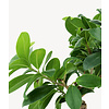 Ficus Bonsai in selbstbewässerndem Cilindro