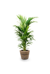 Kentia-Palme im Rattan-Topf