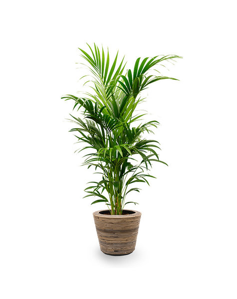 Rattan | Howea Forsteriana
