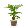 Alocasia in Rattan-Topf