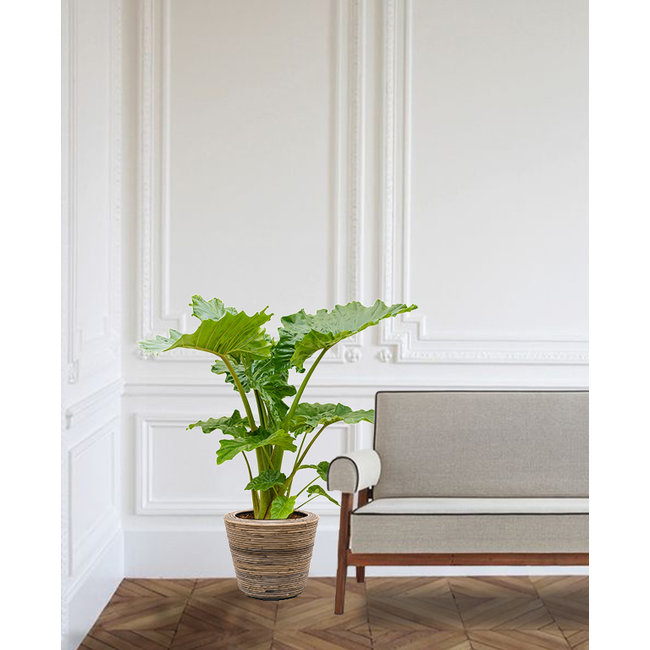 Alocasia in Rattan-Topf