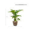 Alocasia in Rattan-Topf