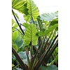 Alocasia in Rattan-Topf