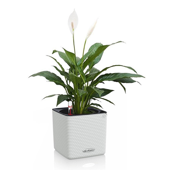 Einblatt Spathiphyllum in Selbstbewässerungspuro