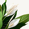 Einblatt Spathiphyllum in Selbstbewässerungspuro