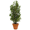 Laurus Nobilis Strauch M in TerraCotta