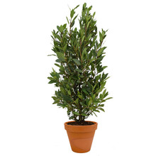 TerraCotta | Laurus Nobilis