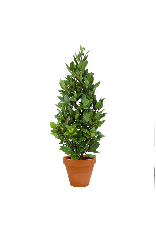 Laurus Nobilis Strauch S in TerraCotta