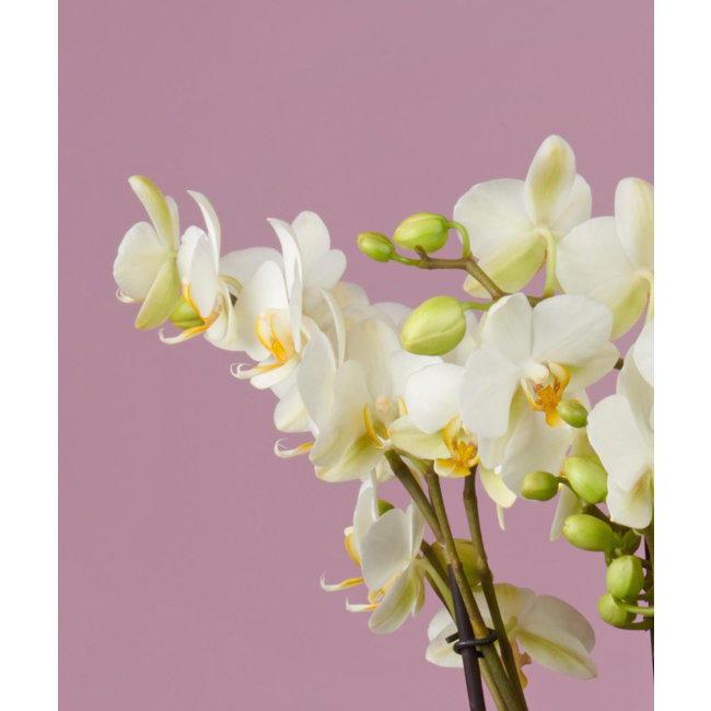 Orchidee Bellissimo Bella Umbria Weiß
