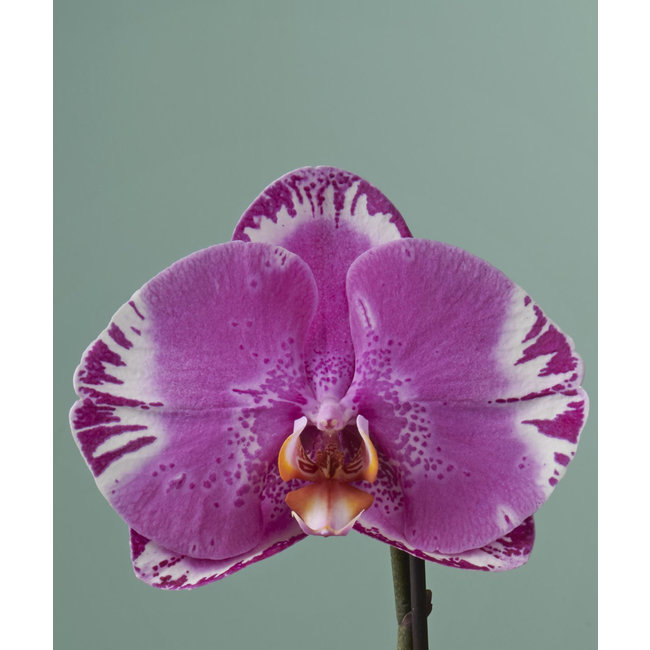 Orchidee Singolo Victorio Abruzzen