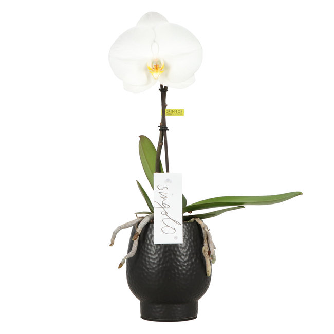 Orchidee Singolo Tosha Abruzzen