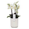 Orchidee Boquetto Schönheit Molise Weiß