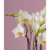 Orchidee Boquetto Schönheit Molise Weiß