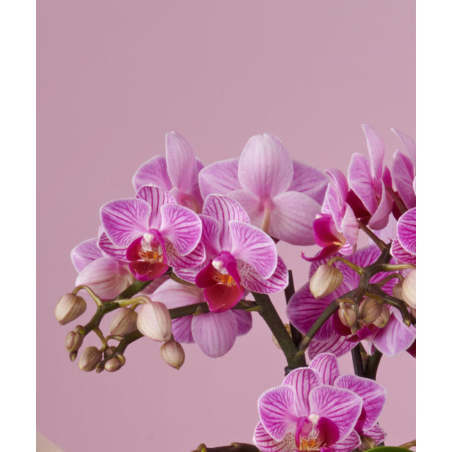 Orchidee Boquetto Delight Molise weiß