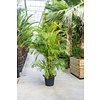 Goldfruchtpalme Areca KingSize