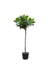 Ficus Lyrata Geigenfeige KingSize
