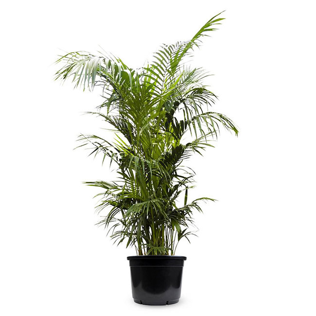 Kentia Palme KingSize