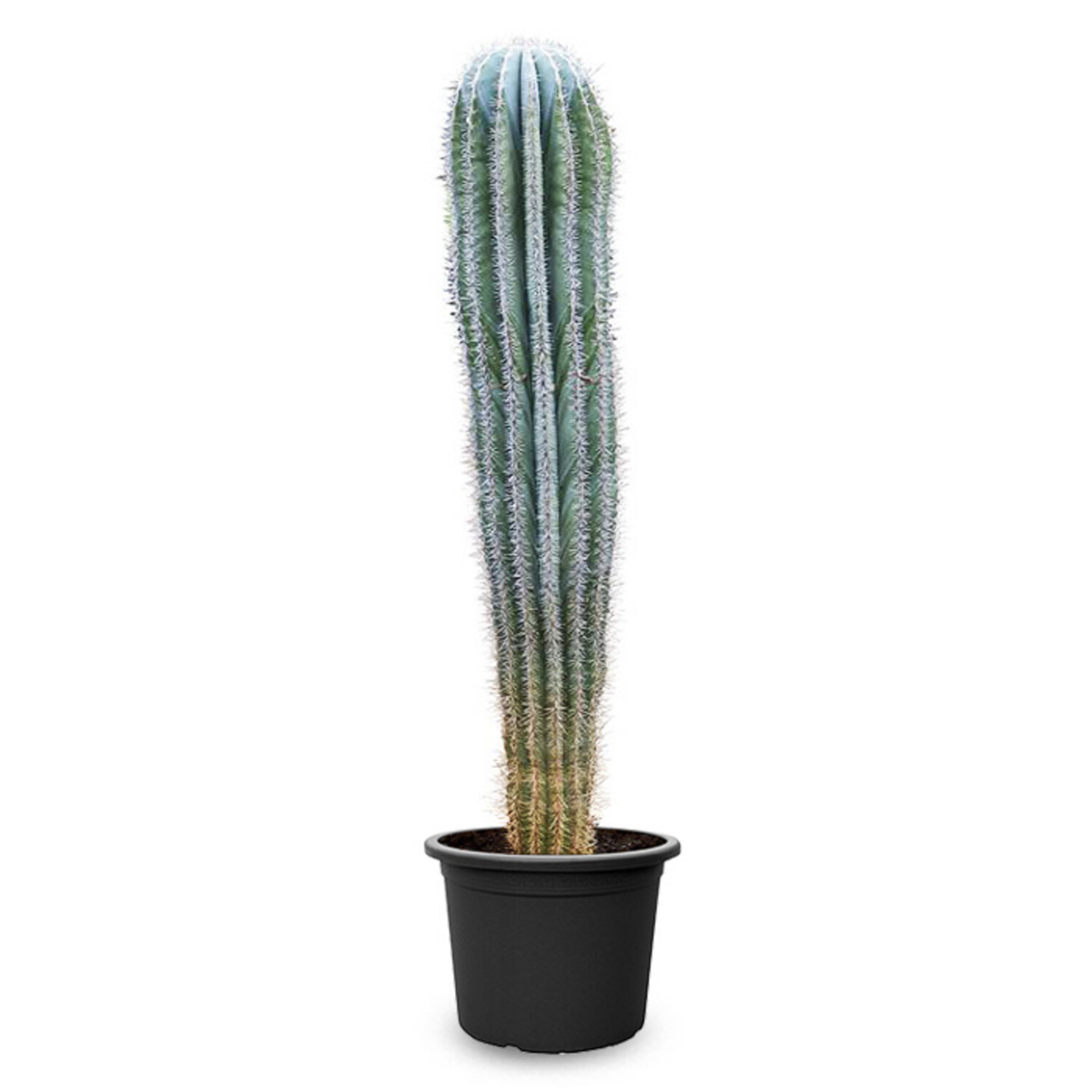 Kaktus Pachycereus KingSize | Online bestellen! - www.fleurdirect.com