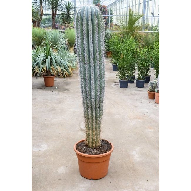 Kaktus Pachycereus KingSize