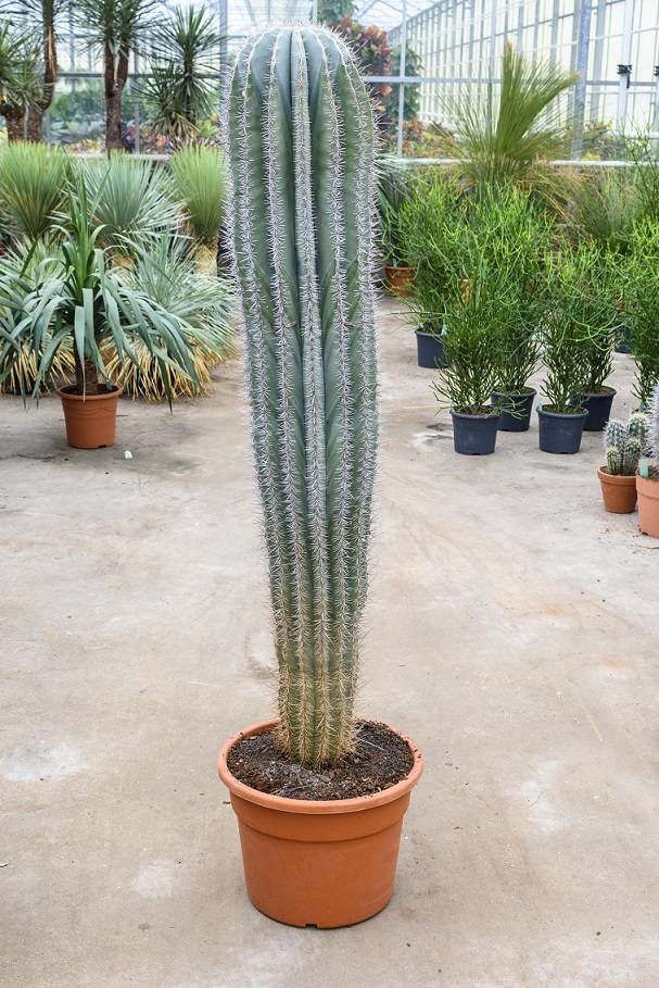Kaktus Pachycereus KingSize