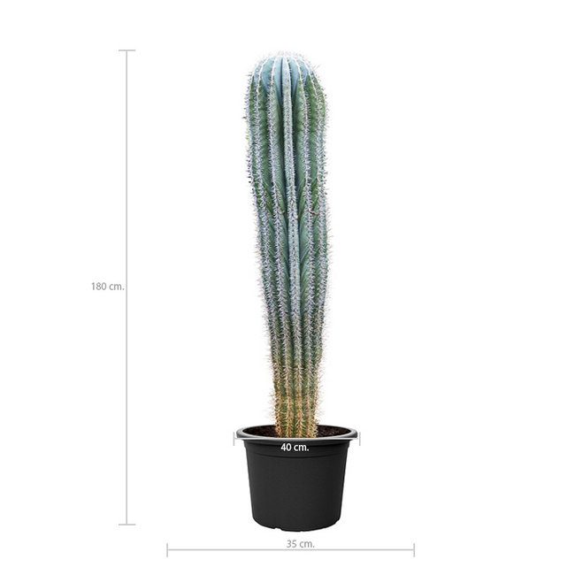 Kaktus Pachycereus KingSize