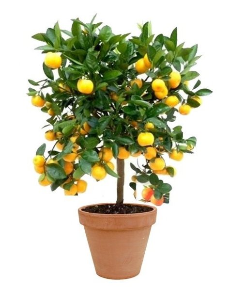TerraCotta | Citrus calamondin citrofortunella