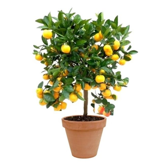 Orangenbaum M in Terrakotta