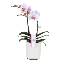 Phalaenopsis