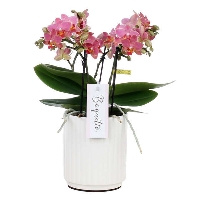 Orchidee Boquetto Charme Molise weiß