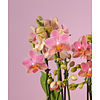 Orchidee Boquetto Charme Molise weiß