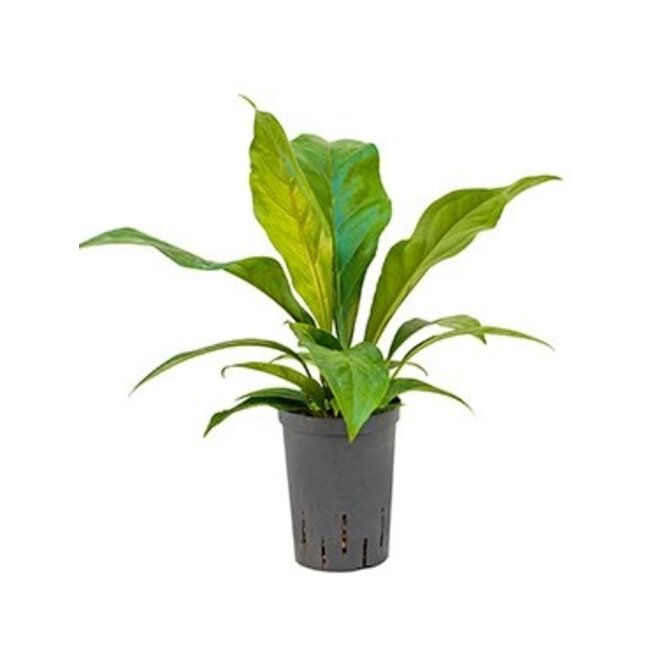 Hydrokulturpflanze Anthurium Dschungelbusch Klein