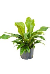 Hydroplant Anthurium Dschungel Busch groß