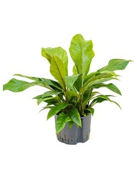 Hydrokulturpflanze Anthurium