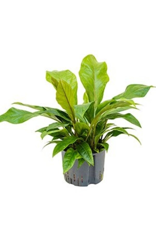 Hydroplant Anthurium Dschungel Busch groß