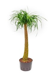 Hydrokulturpflanze Beaucarnea recurvata