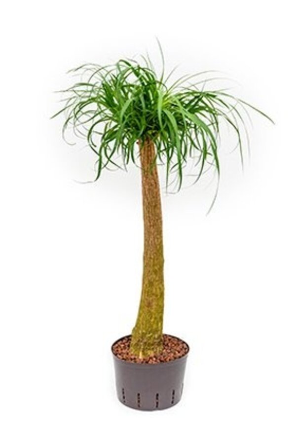 Hydrokulturpflanze Beaucarnea recurvata