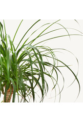 Hydrokulturpflanze Beaucarnea recurvata