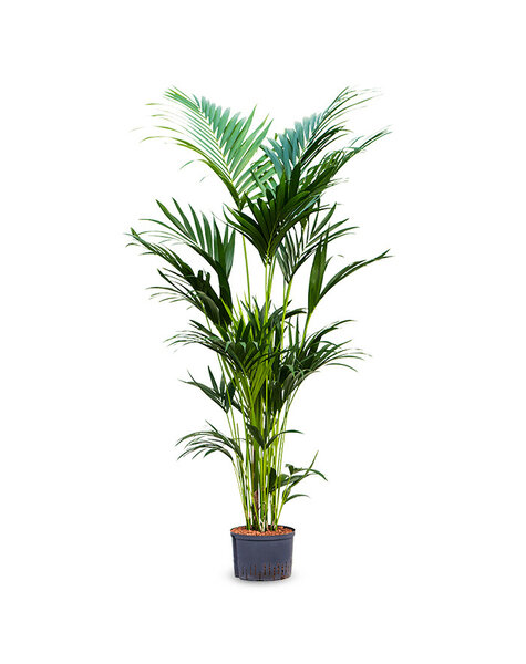 Hydrokulturpflanze Howea Forsteriana