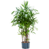 Hydrokulturpflanze Rhapis excelsa